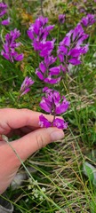 Polygala major