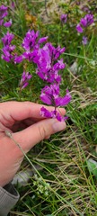 Polygala major