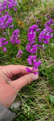 Polygala major