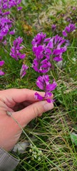 Polygala major