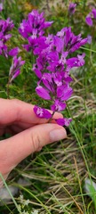 Polygala major