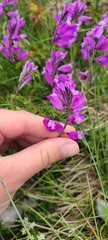 Polygala major