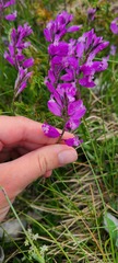 Polygala major