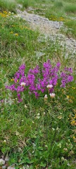 Polygala major