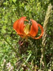 Lilium pardalinum vollmeri