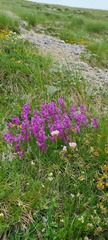 Polygala major