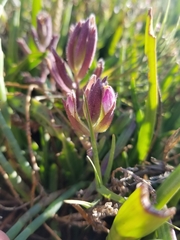 Chloropyron maritimum palustre
