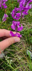 Polygala major