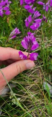 Polygala major