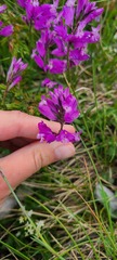 Polygala major
