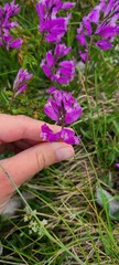 Polygala major