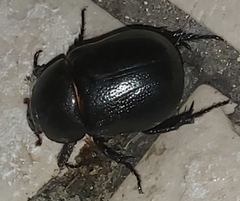 Pentodon bidens punctatus