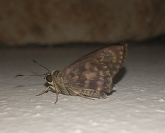 Polygonus leo arizonensis