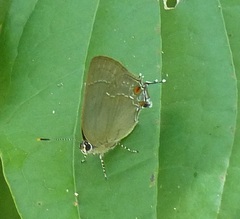 Strephonota jactator