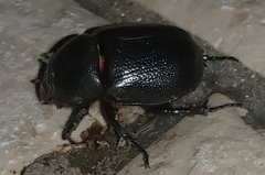 Pentodon bidens punctatus