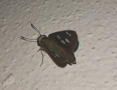 Polygonus leo arizonensis