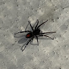 Castianeira floridana