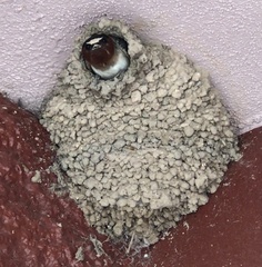 Petrochelidon pyrrhonota pyrrhonota