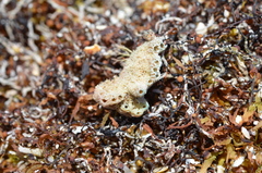 Haliclona caerulea