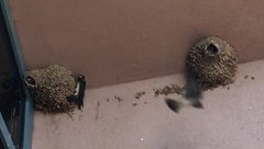 Petrochelidon pyrrhonota pyrrhonota