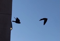 Petrochelidon pyrrhonota pyrrhonota