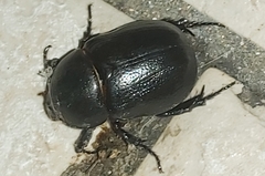 Pentodon bidens punctatus