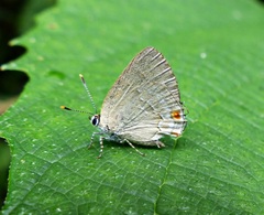 Ostrinotes empusa