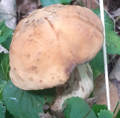 Leccinellum crocipodium