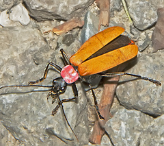 Chauliognathus faustus