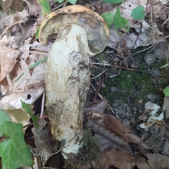 Leccinellum crocipodium