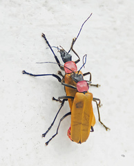 Chauliognathus faustus