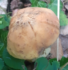 Leccinellum crocipodium