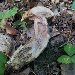 Leccinellum crocipodium