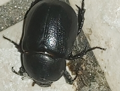 Pentodon bidens punctatus