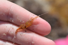 Leander tenuicornis