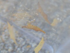 Leander tenuicornis