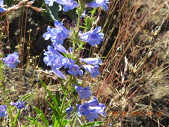 Penstemon cyaneus