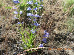 Penstemon cyaneus