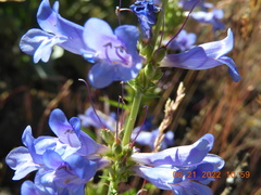 Penstemon cyaneus