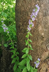 Campanula peregrina