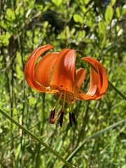 Lilium pardalinum vollmeri