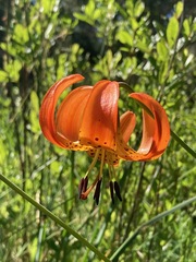 Lilium pardalinum vollmeri