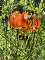 Lilium pardalinum vollmeri