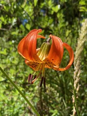 Lilium pardalinum vollmeri