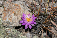 Mammillaria theresae