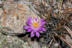 Mammillaria theresae