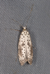 Yponomeuta irrorellus