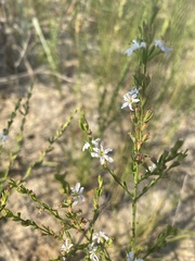 Lythrum lineare