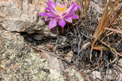 Mammillaria theresae