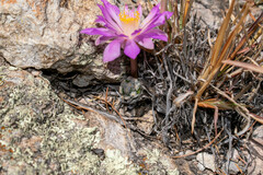 Mammillaria theresae